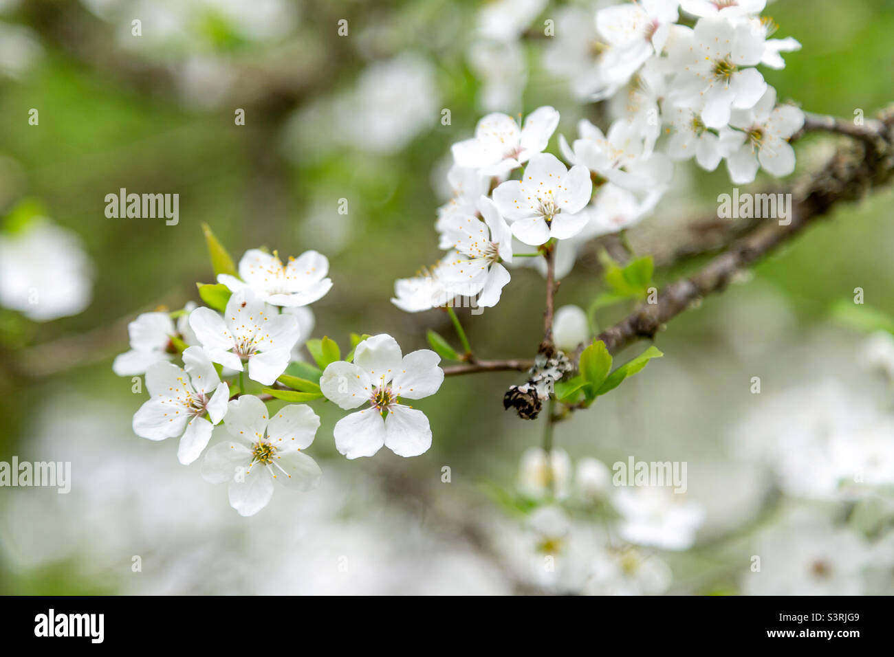 Delicate flowers of cherry blossom in spring, closeup Stock Photo