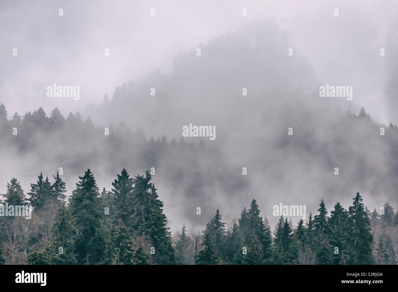 Foggy morning in the mountains in Bakuriani, Georgia. Misty and hazy weather. - Smartphone Captured Stock Image