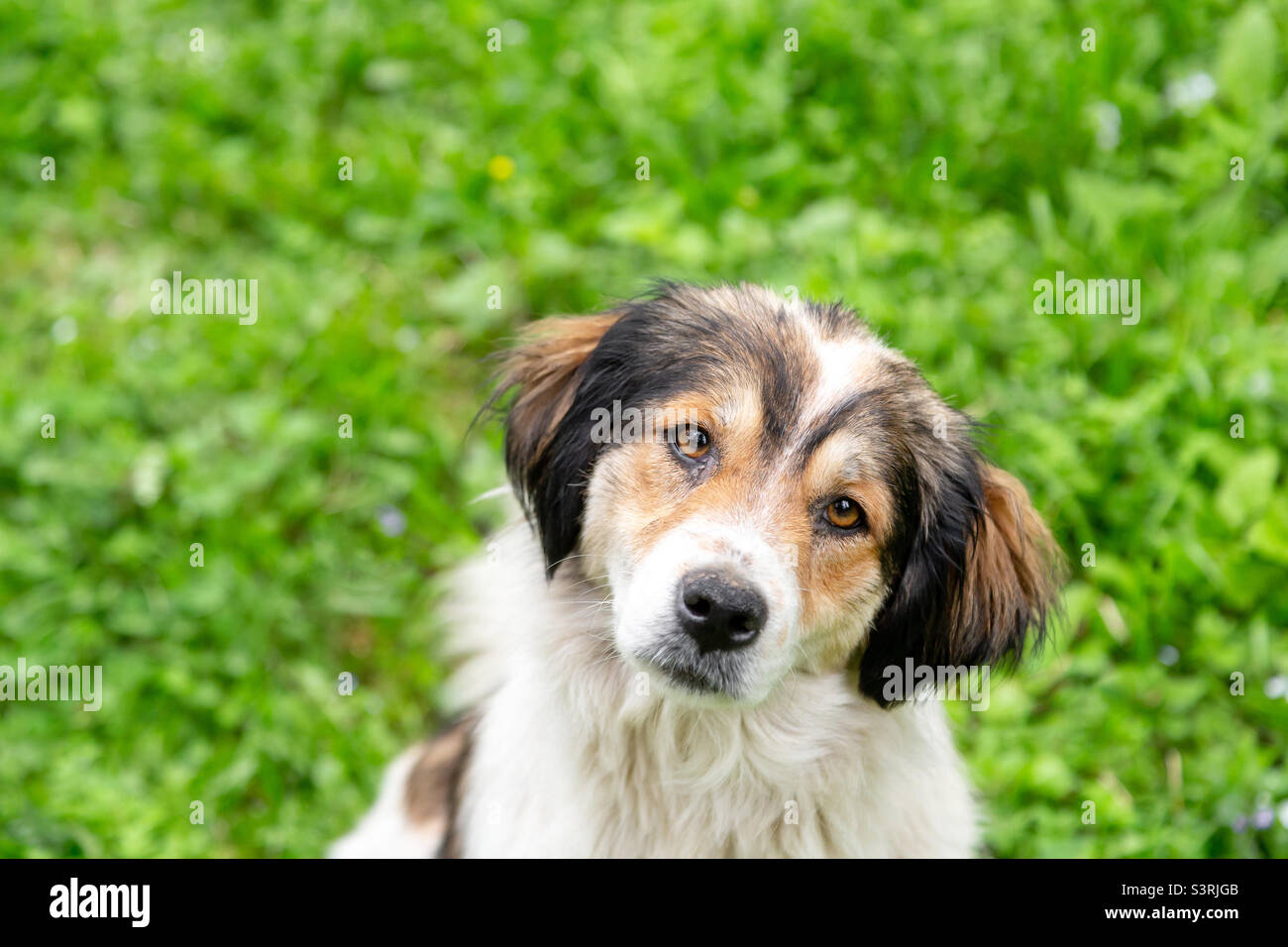 Cute dog portrait in the park, friendly loving pet Stock Photo
