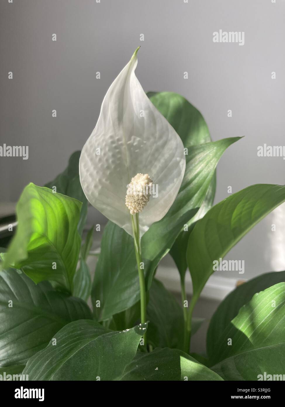 Peace lily flower Stock Photo Alamy