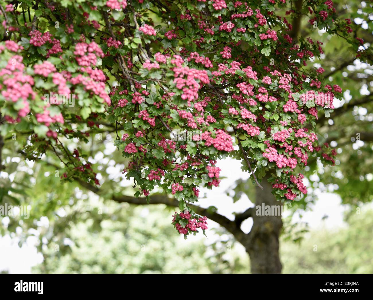 Pink tree blossom Stock Photo