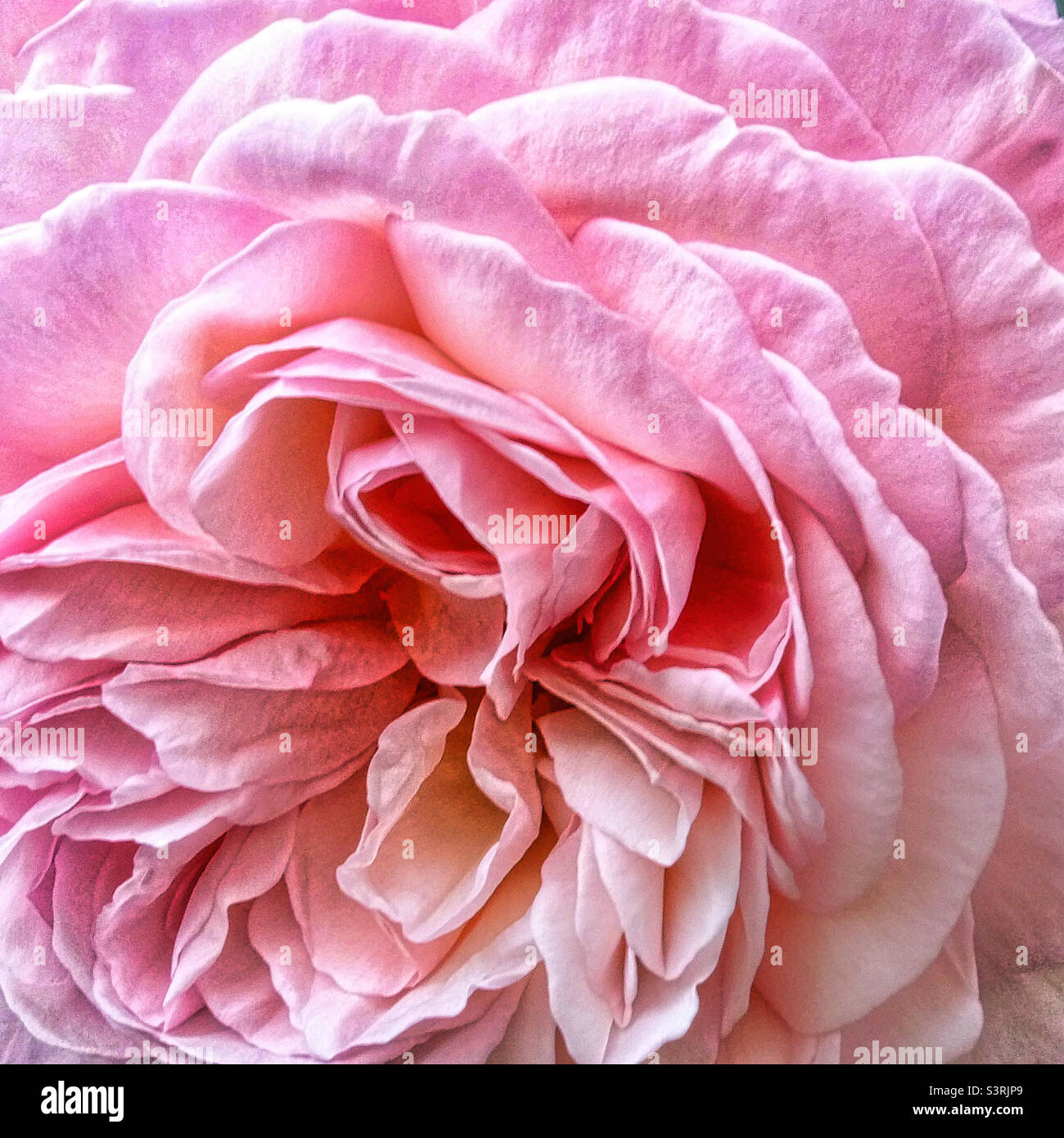 English rose wallpaper hi-res stock photography and images - Alamy