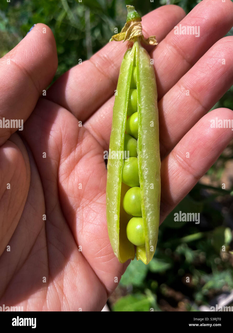 Thomas Laxton peas, fresh from the garden. - Smartphone Captured Stock Image