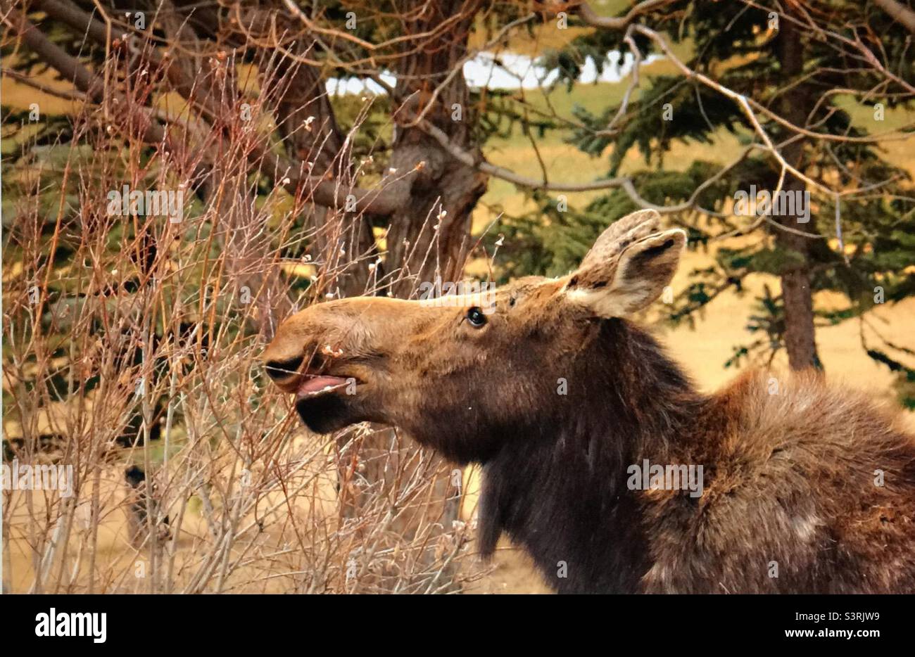 Moose, wildlife, twig eater , Alces alces, animal, North America, head shot, portrait Stock Photo