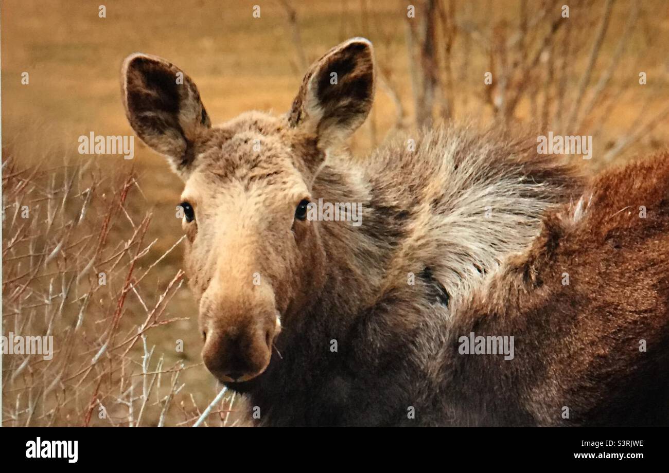 Moose, wildlife, twig eater , Alces alces, animal, North America, head shot, portrait, feeding, eating Stock Photo