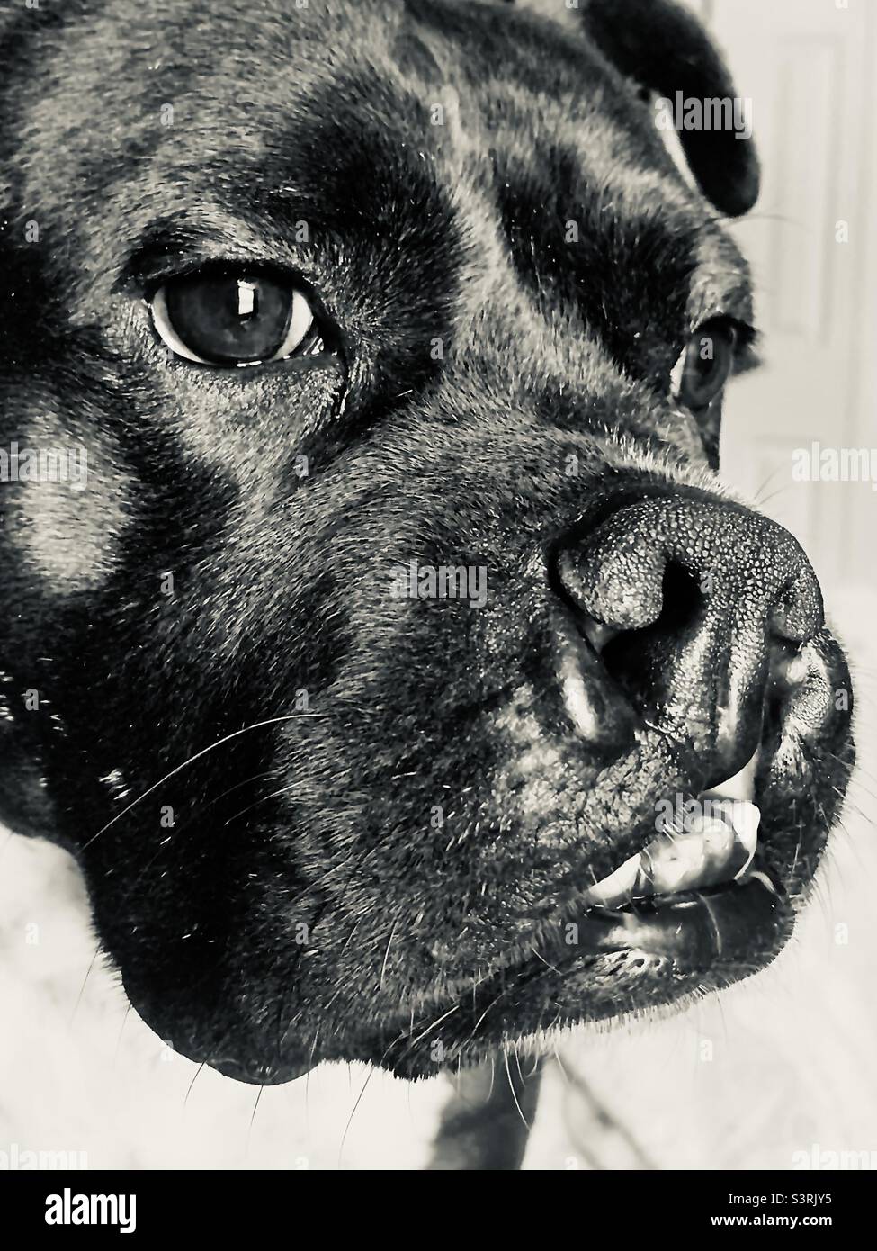 Black and white portrait of mature black dog on white background - Smartphone Captured Stock Image