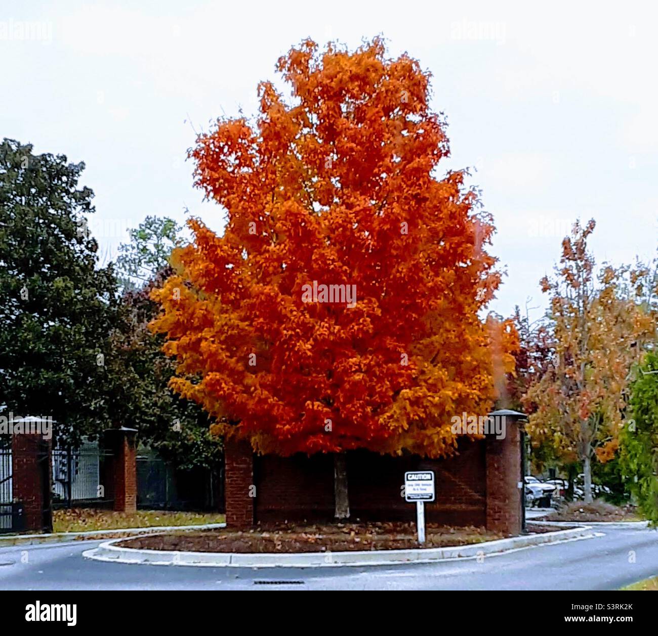 Acer saccharum tree, also called a sugar maple tree, showing off its fall colors in Florence, South Carolina, USA. Simply South Carolina - Smartphone Captured Stock Image
