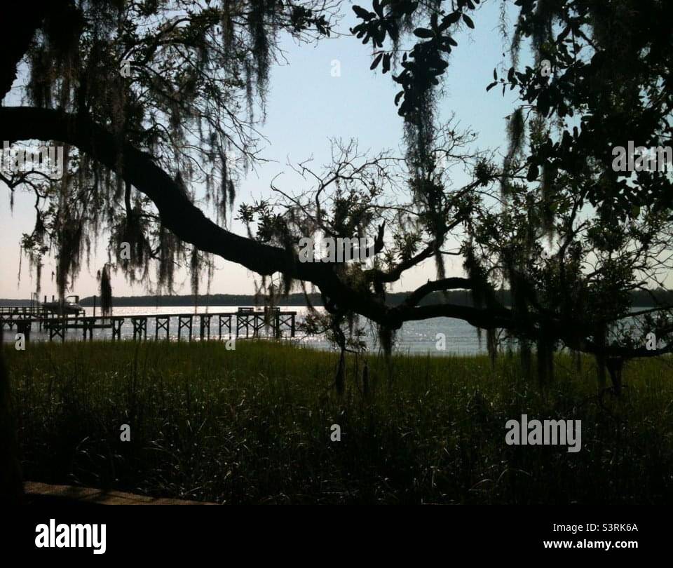 A tree with hanging moss by the water  in Mt Pleasant, South Carolina. Simply South Carolina - Smartphone Captured Stock Image