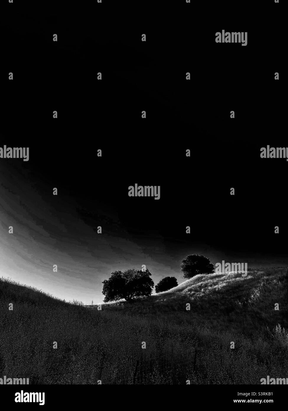 Oak trees on foothills at sunset, in black and white - Smartphone Captured Stock Image