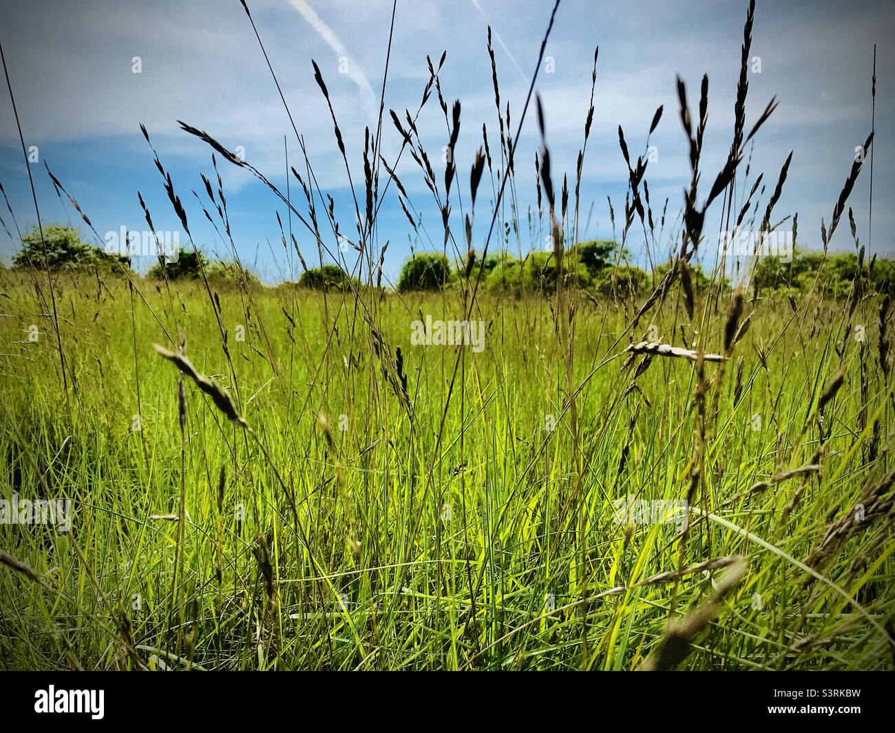 Grass field - Smartphone Captured Stock Image