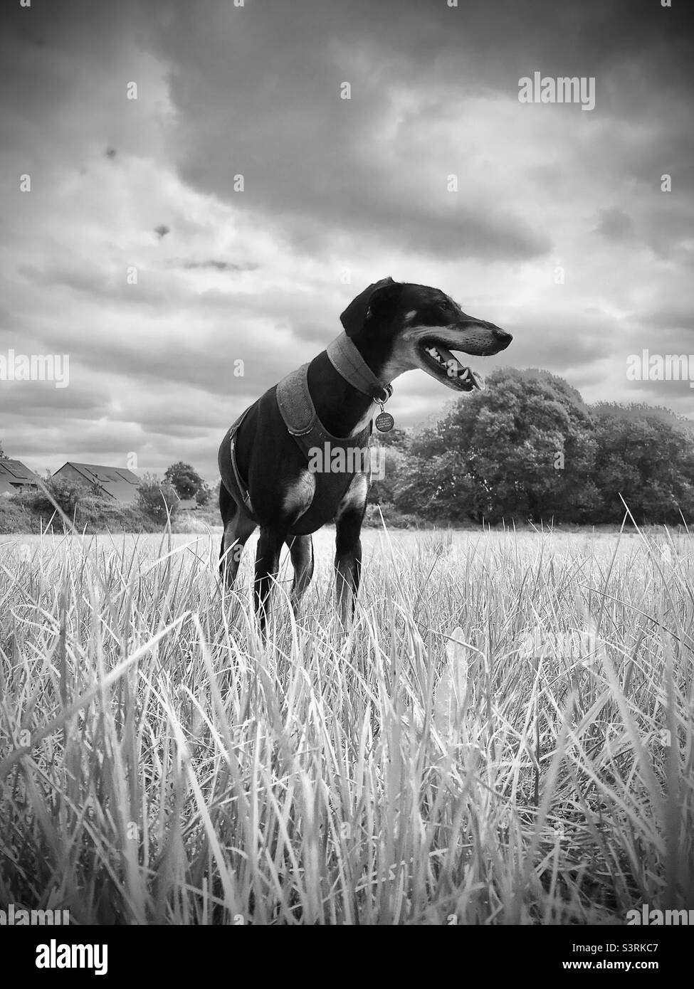 Black and white image of dog in grassy field - Smartphone Captured Stock Image