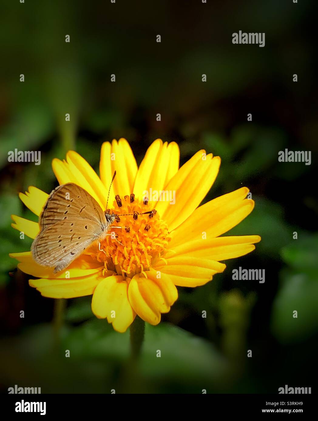 Beautiful butterfly Stock Photo