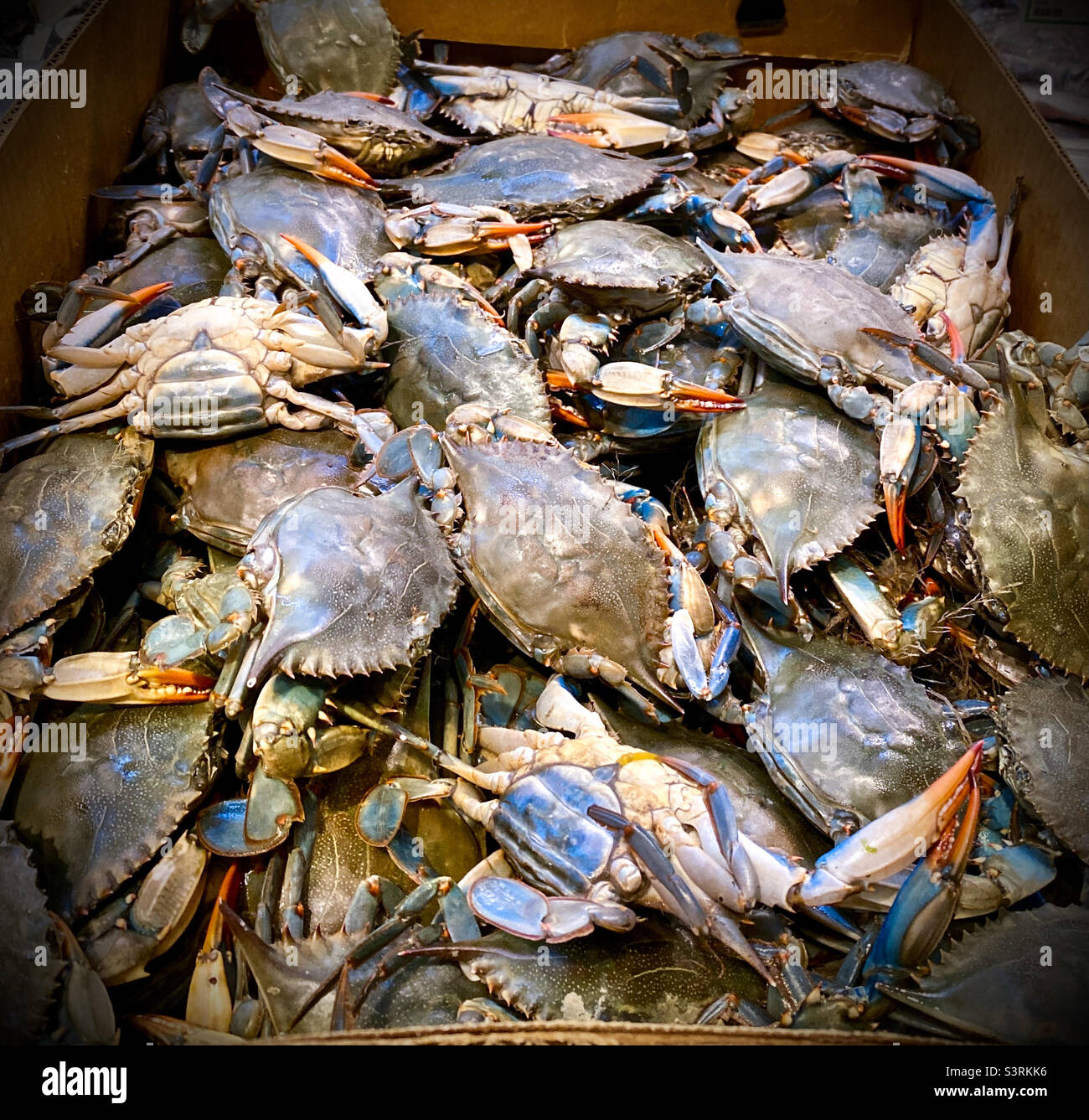 Live east coast blue crabs in the market Stock Photo
