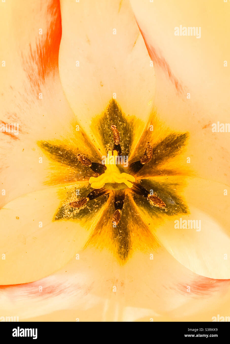 Interior Close up of the pistil and stamen and petals of a tulip Stock Photo