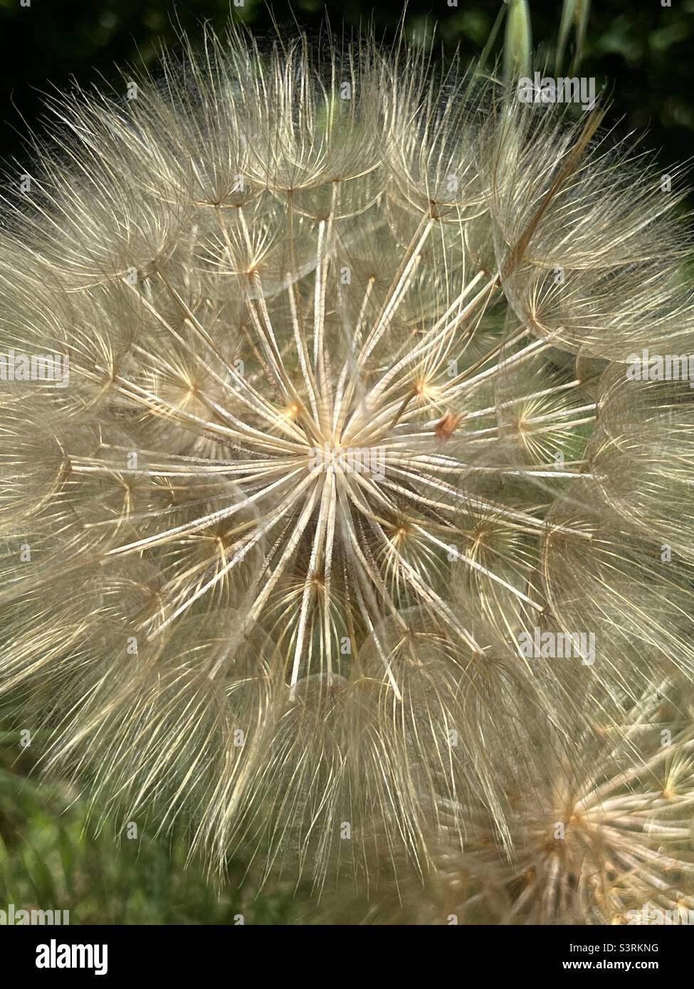 Dandelion flower with many seeds, closeup view Stock Photo