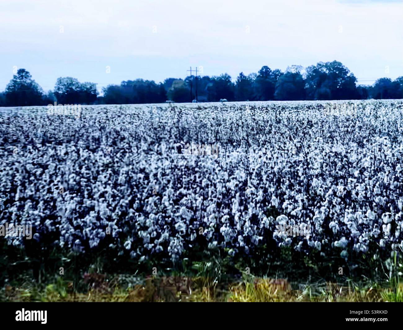 Farmer in cotton field hi-res stock photography and images - Alamy