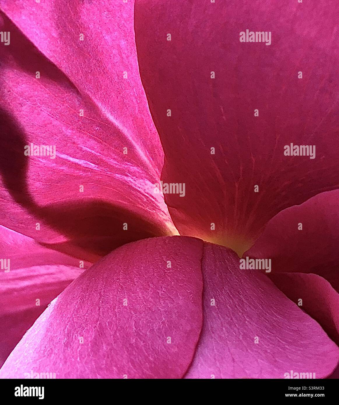 Rose petal, rose, beauty, garden, plant, pink, yellow, cerise, white - Smartphone Captured Stock Image