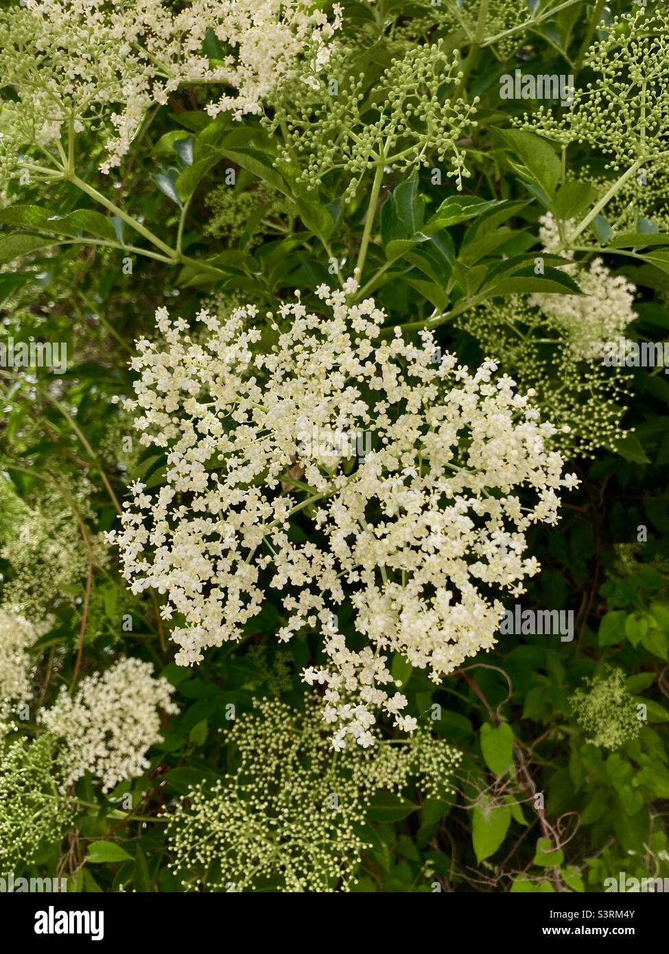 Close up of a Daucus carota or Wild carrot flower - Smartphone Captured Stock Image