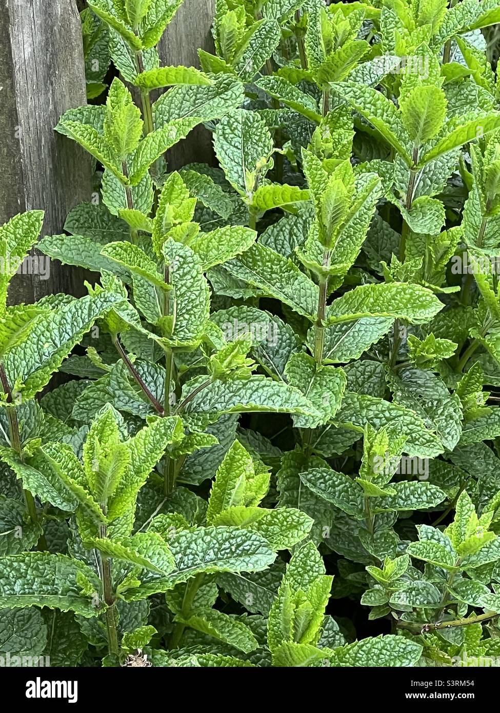 Garden Mint - Smartphone Captured Stock Image