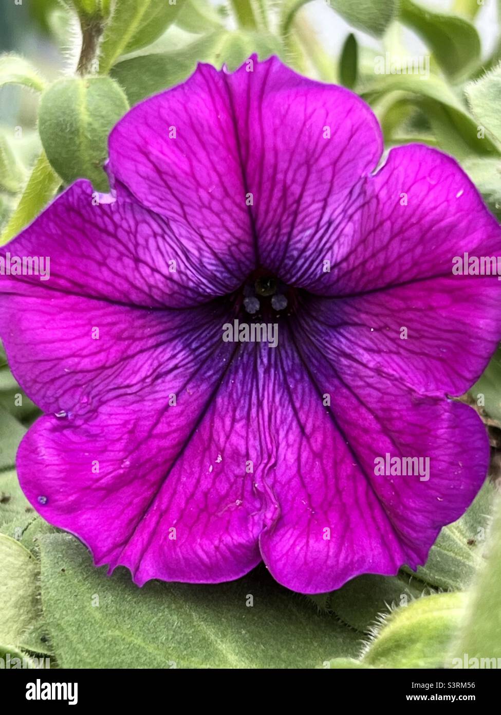 Trailing Petunia - Smartphone Captured Stock Image