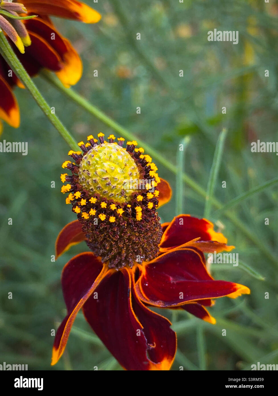 Mexican hat Texas wildflowers Stock Photo Alamy