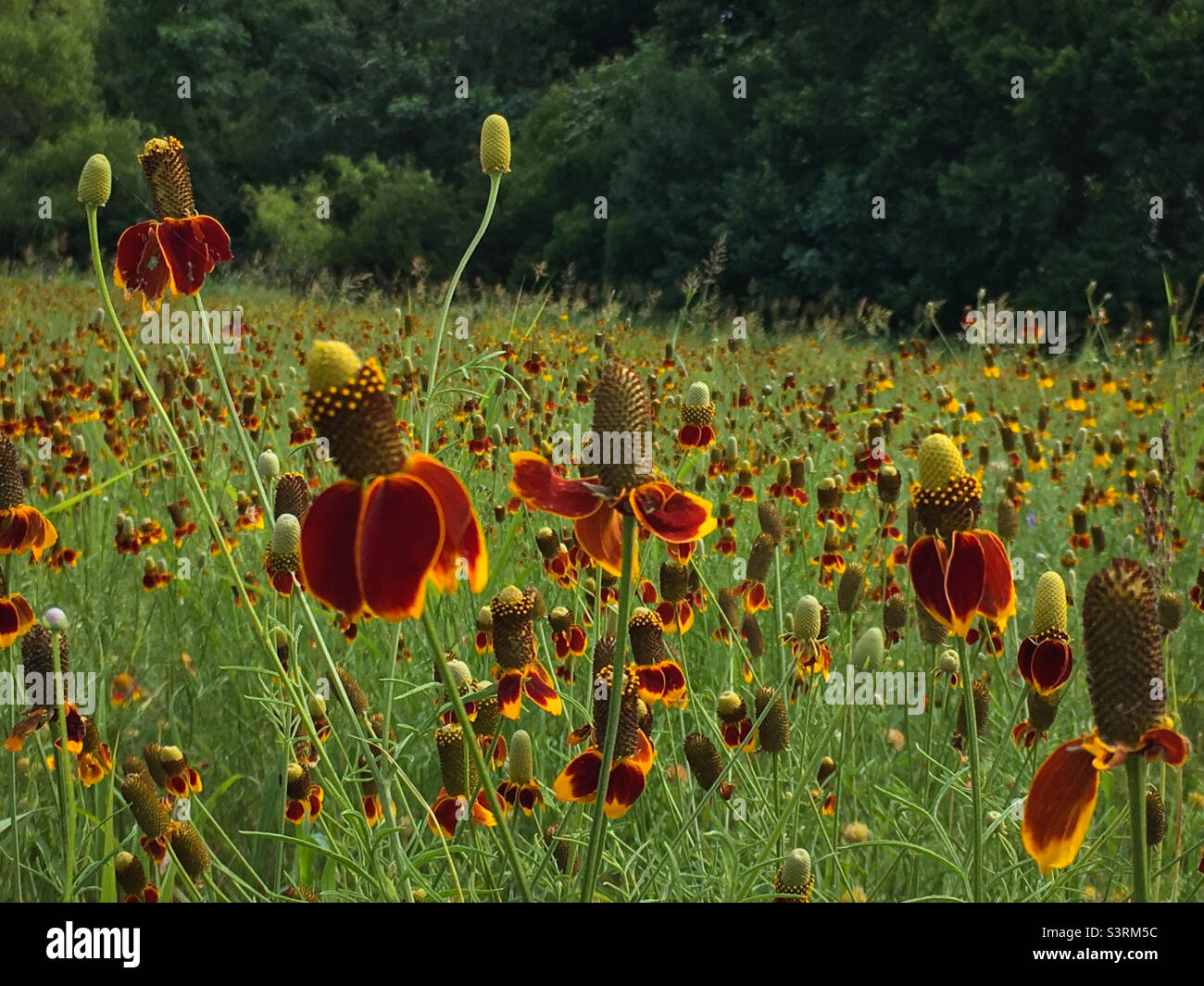 Field of Mexican hat wildflowers in Texas Stock Photo Alamy