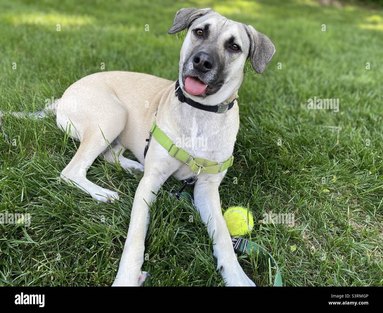 A young dog sits in the grass looking at the camera with its head tilted. A tennis ball is in the grass beside it. - Smartphone Captured Stock Image