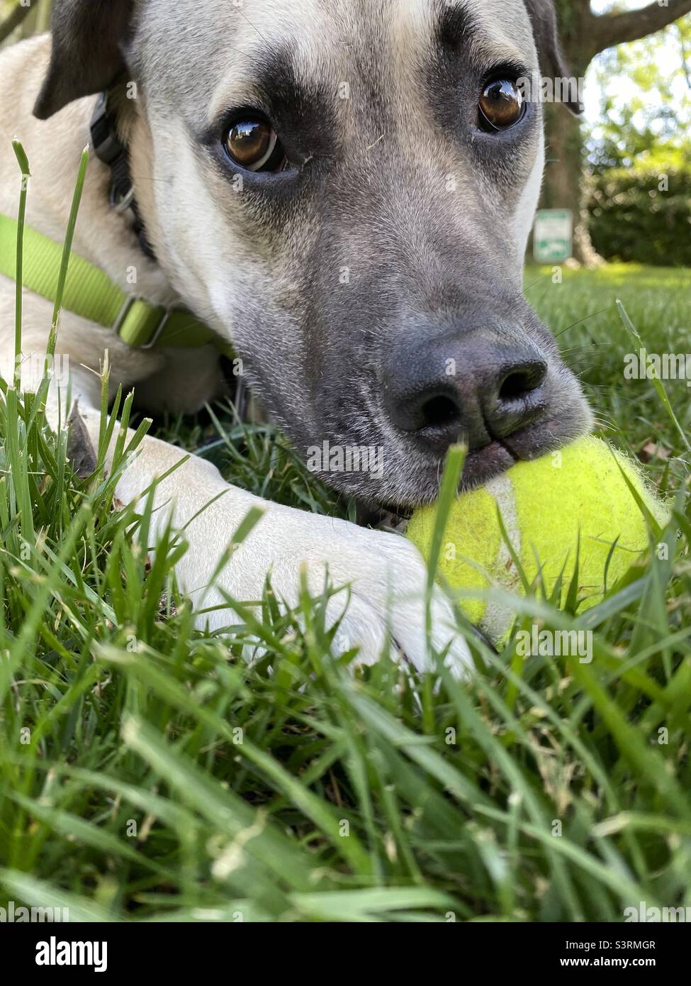 A young dog looks at the camera while enjoying a tennis ball. Low angle from grass. - Smartphone Captured Stock Image