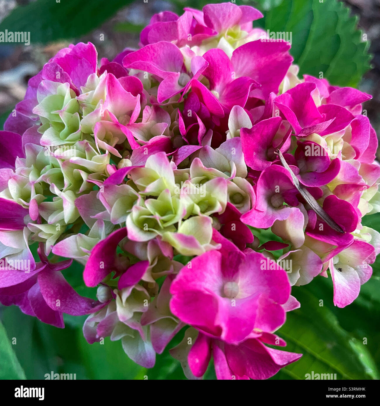 Bright pink hydrangea blooming - Smartphone Captured Stock Image