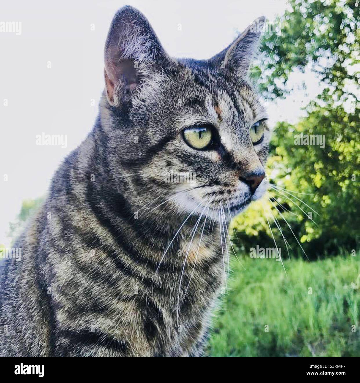 tabby cat in the long grass Stock Photo Alamy