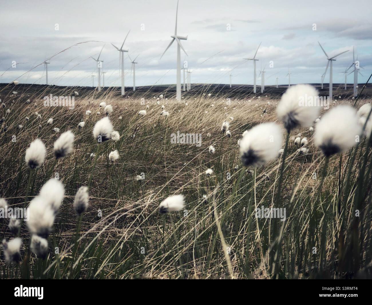 Common Cottongrass blowing in the wind amongst the wind farm - Smartphone Captured Stock Image
