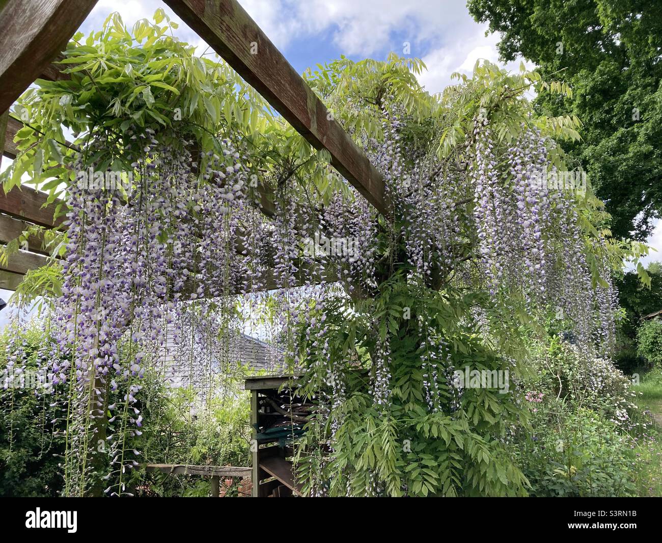 Wonderful wisteria in bloom Stock Photo Alamy
