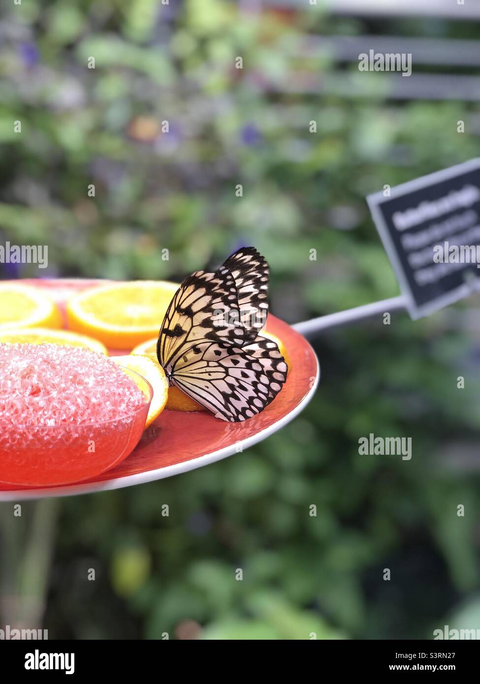 Butterfly eating fruit Stock Photo Alamy