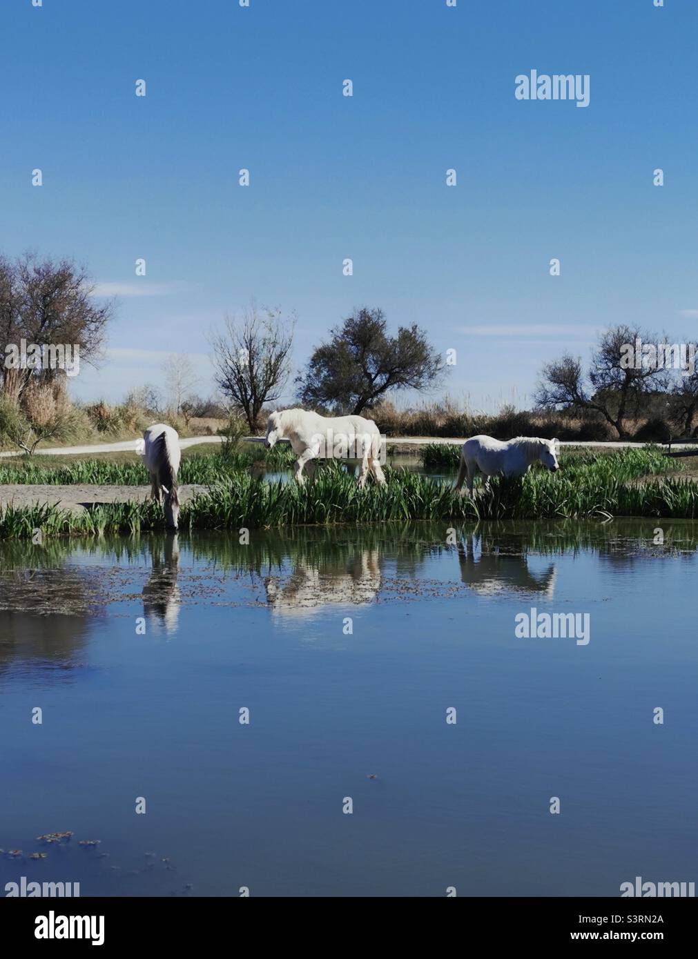white horses in Camargue by a lake Stock Photo