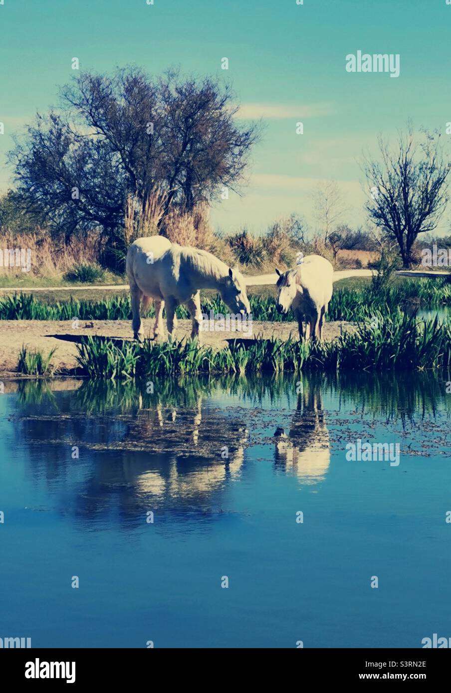 white horses in Camargue by a lake Stock Photo
