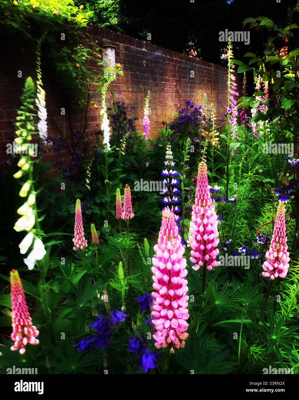 Saturated Lupin Extravaganza Stock Photo