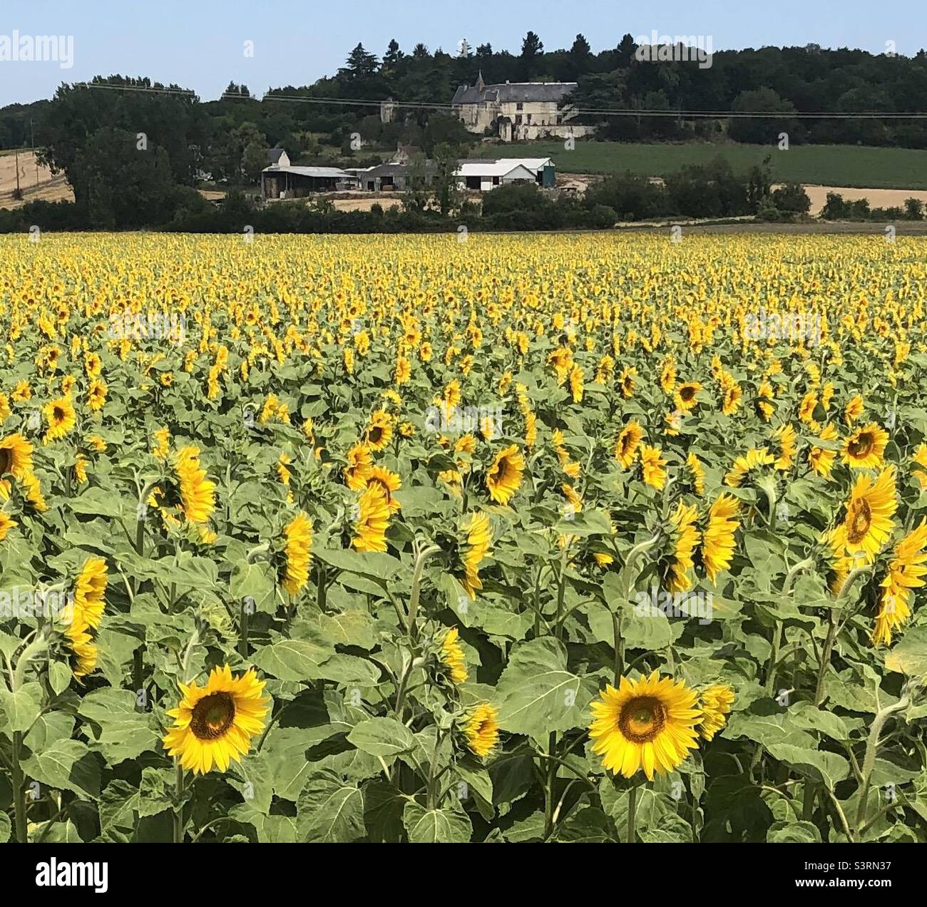 Sunflowers in france hires stock photography and images Alamy