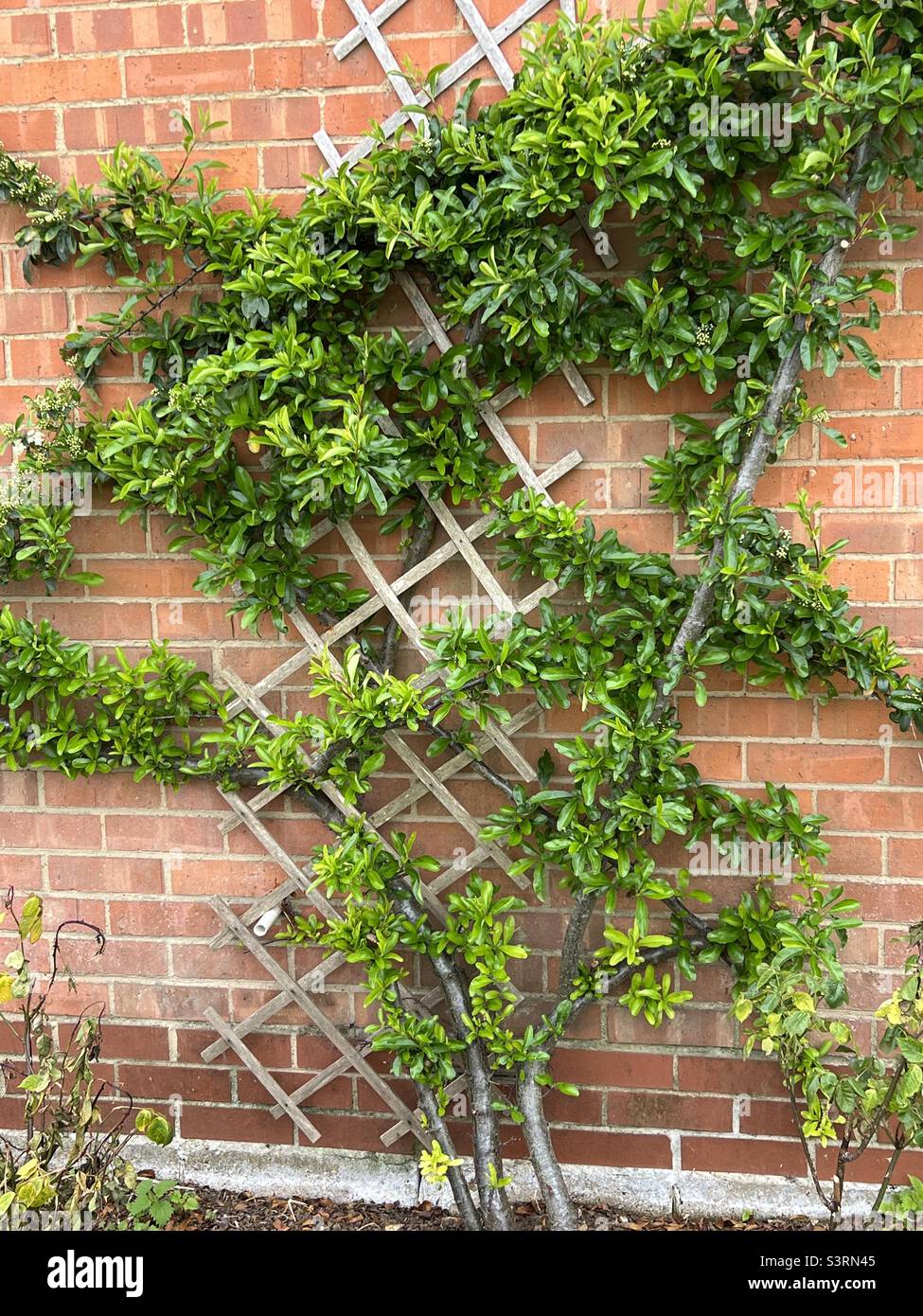 Pyracantha climbing up wall - Smartphone Captured Stock Image
