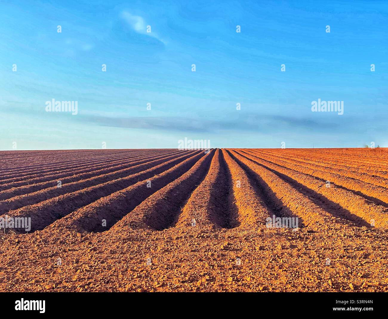 Newly planted potato field. - Smartphone Captured Stock Image