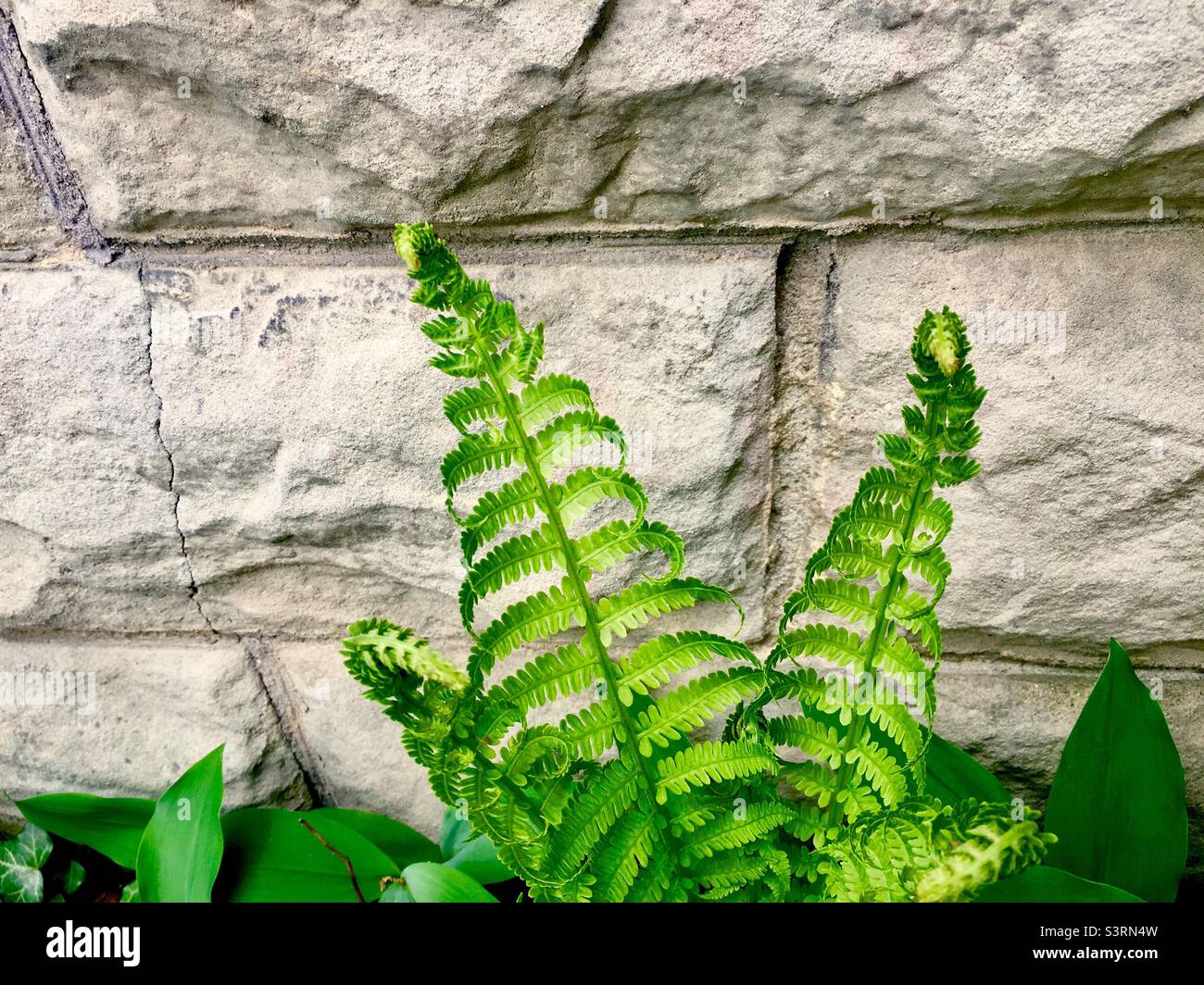 Fern unfurling in front of a wall of concrete blocks. The wall stores heat. Nice, contrasting backdrop. Sinewy, wispy plants. Solid block rows in straight lines. Close to the ground. - Smartphone Captured Stock Image