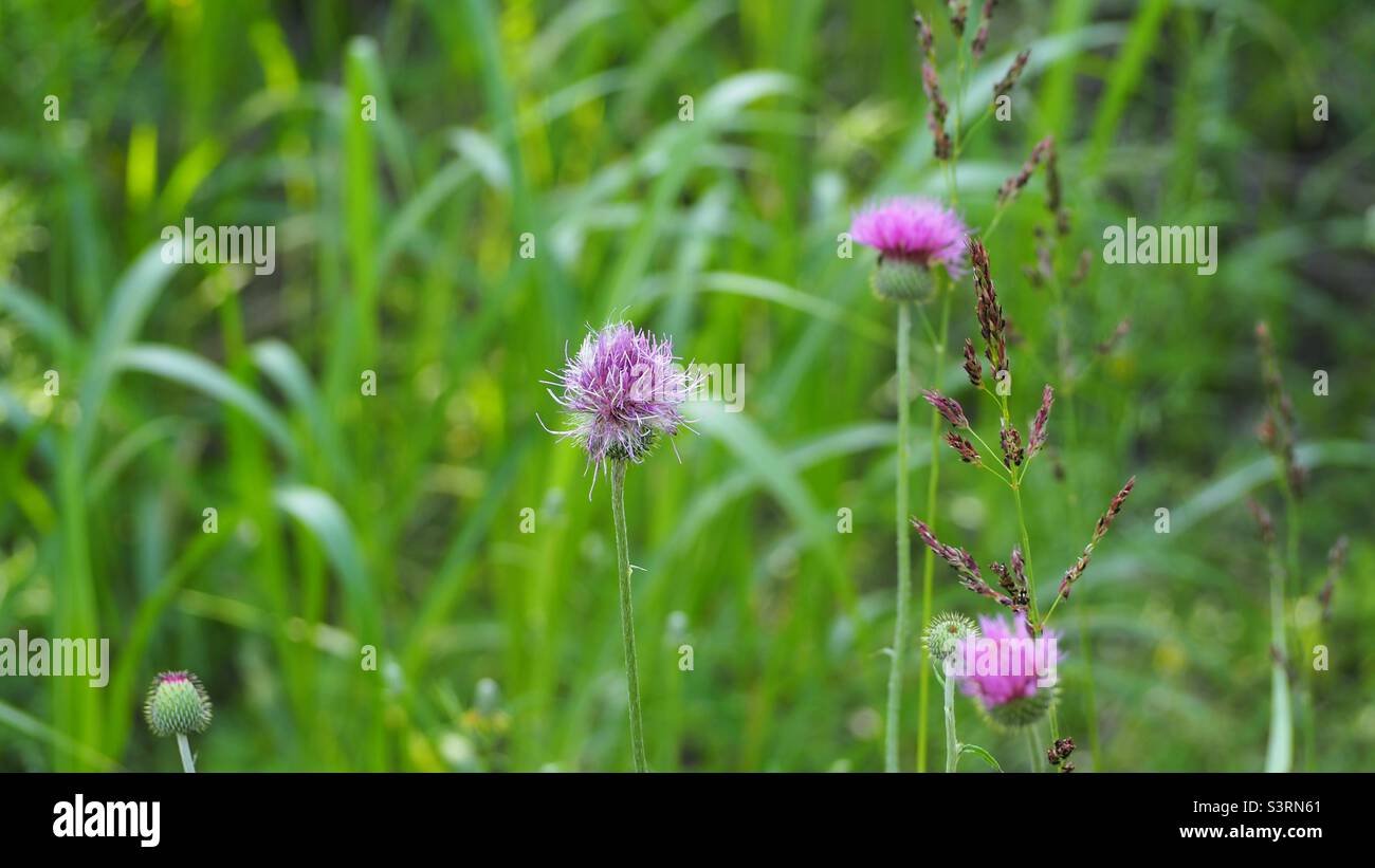 Texas thistle,wildflower in Texas Stock Photo Alamy