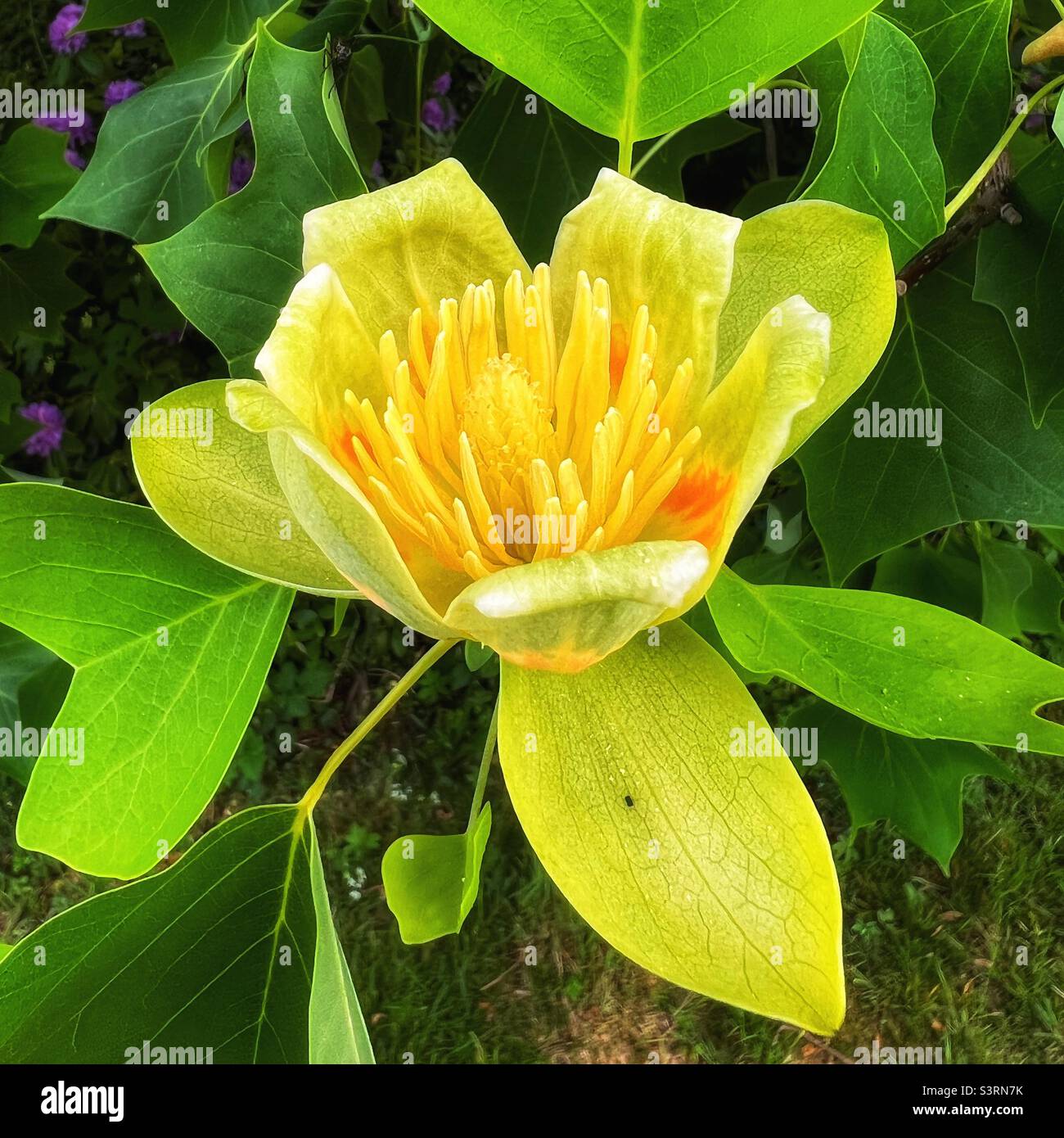 Tulip tree flower hi-res stock photography and images - Alamy
