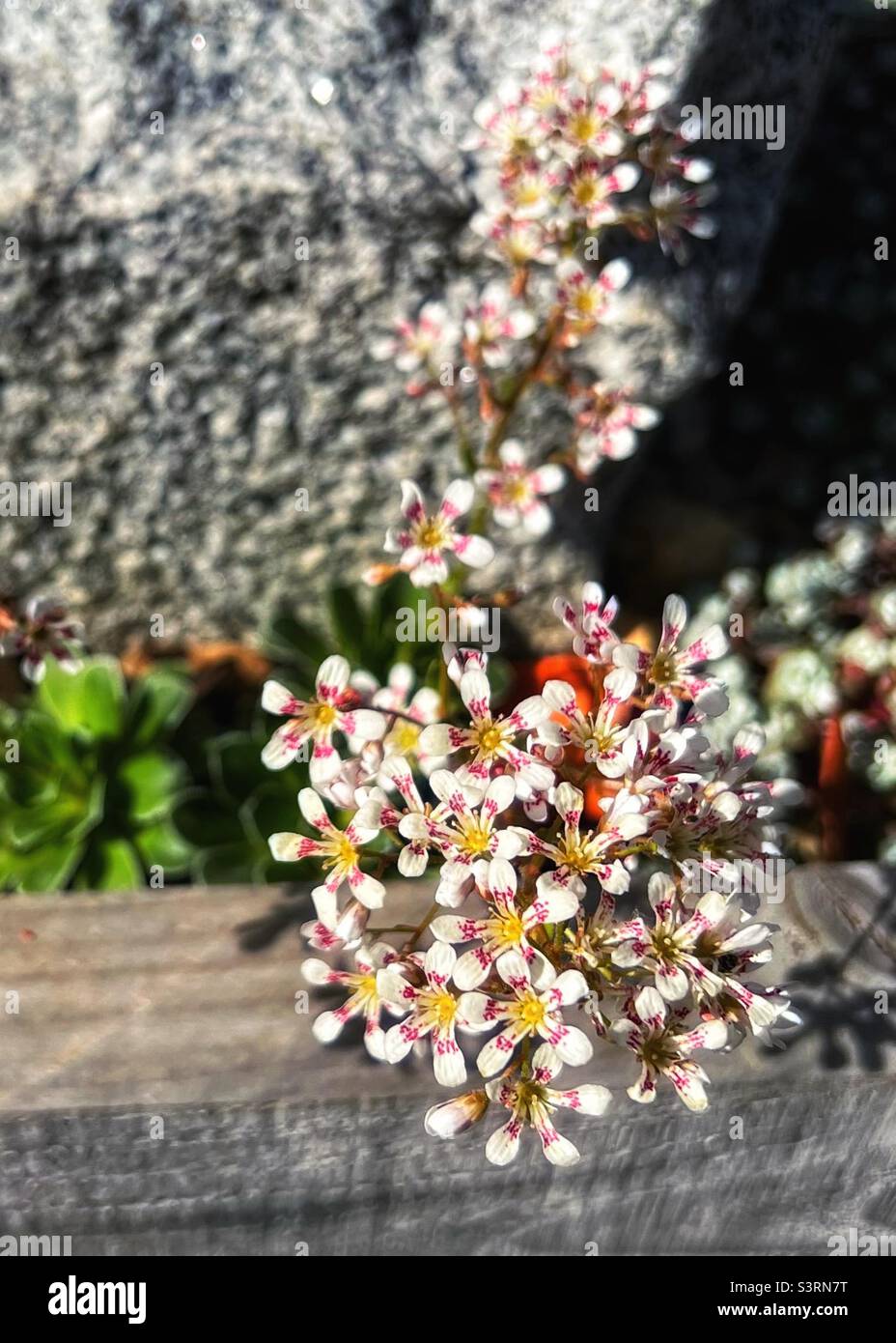 Saxifrage flowering in alpine bed Stock Photo