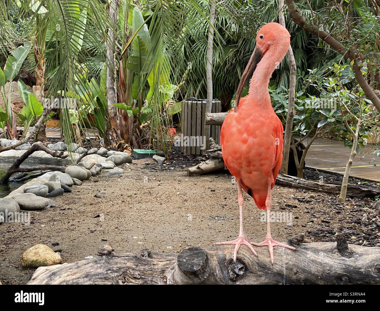 Scarlet ibis in a wildlife sanctuary Stock Photo