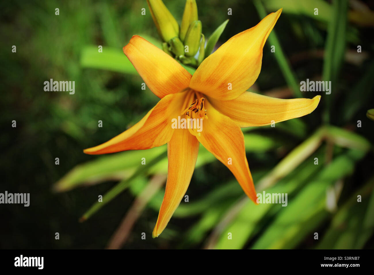 A yellow Lilly Flower in a public garden in Liverpool. The flower is open and in full bloom. - Smartphone Captured Stock Image