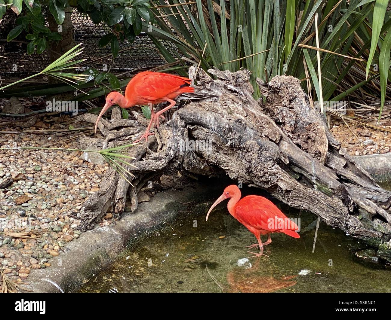 Two scarlet ibis birds in a wildlife park Stock Photo