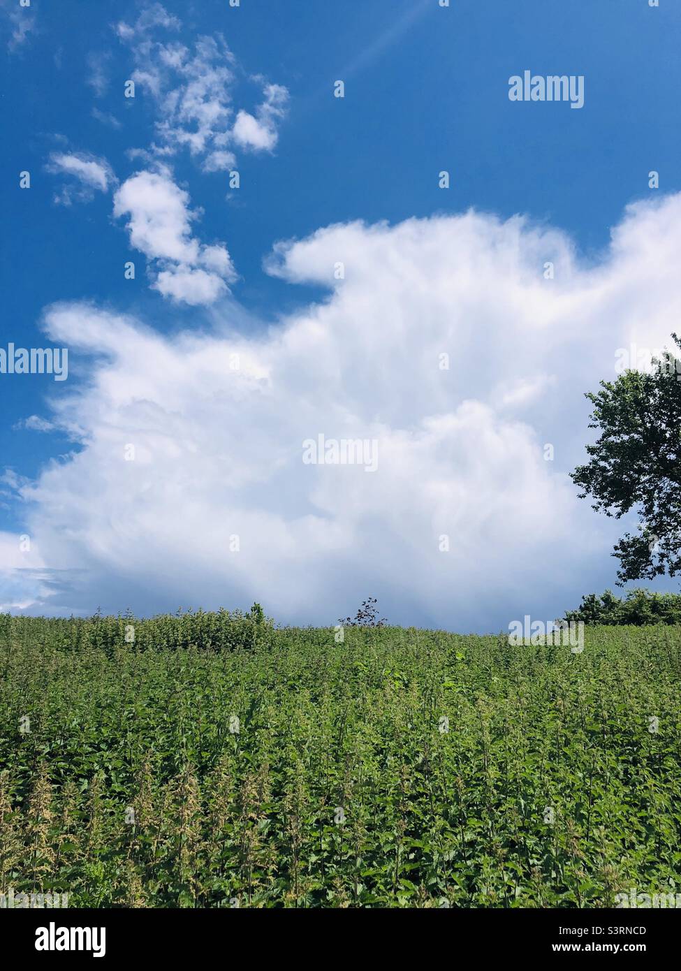 Image Green foliage  and sky with plenty of copy space for text - Smartphone Captured Stock Image