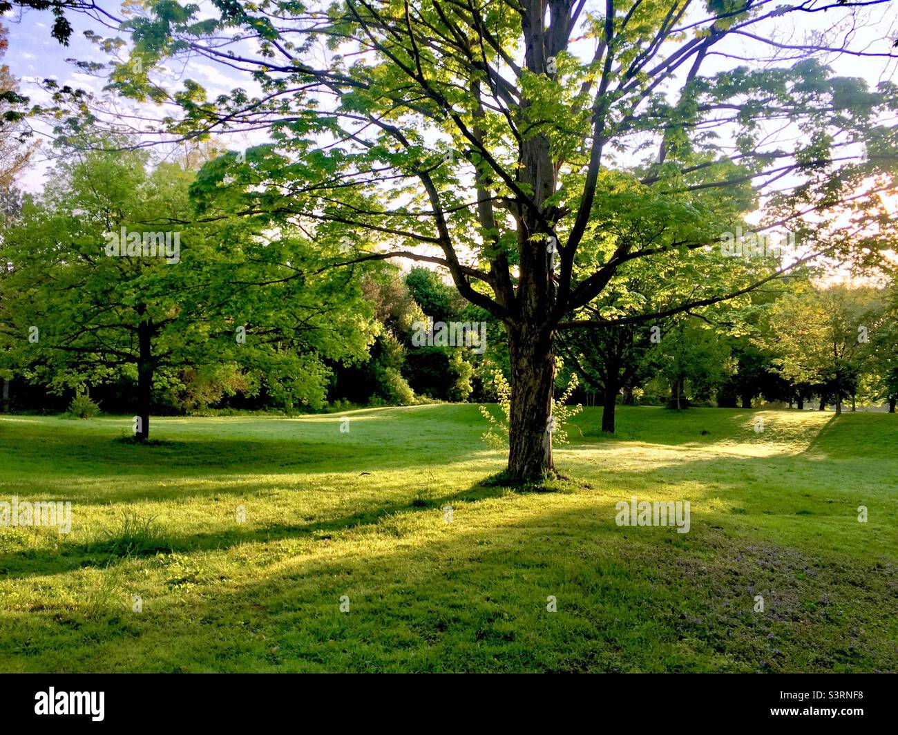 Early Spring in a big park. Trees and grass illuminated by the morning sunshine, Ontario, Canada. No people or animals out yet. Tranquil setting. Soft, warm light. - Smartphone Captured Stock Image