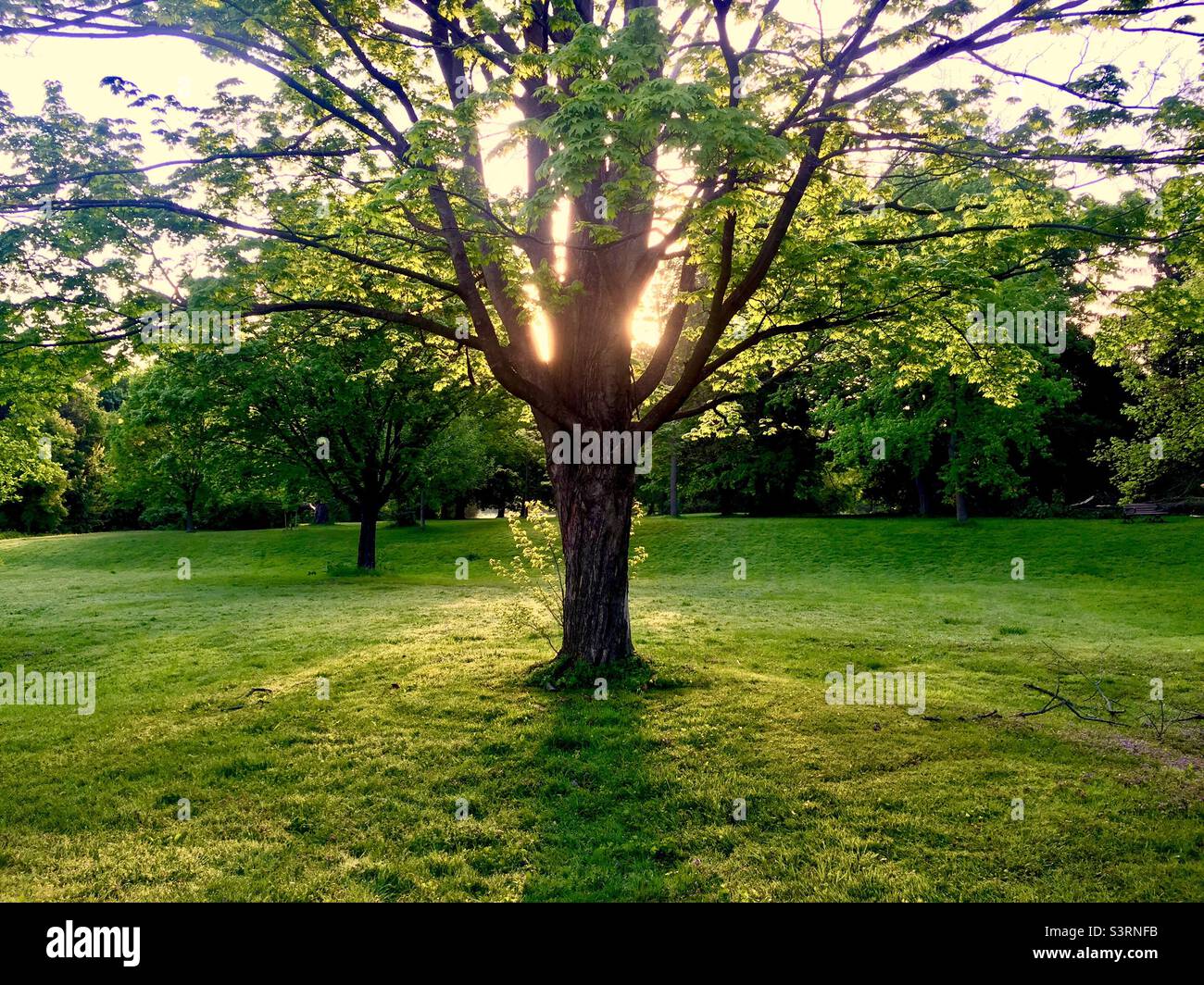 Sunrise in a sylvan setting, the sun behind a big tree casting soft shadows, Ontario, Canada - Smartphone Captured Stock Image