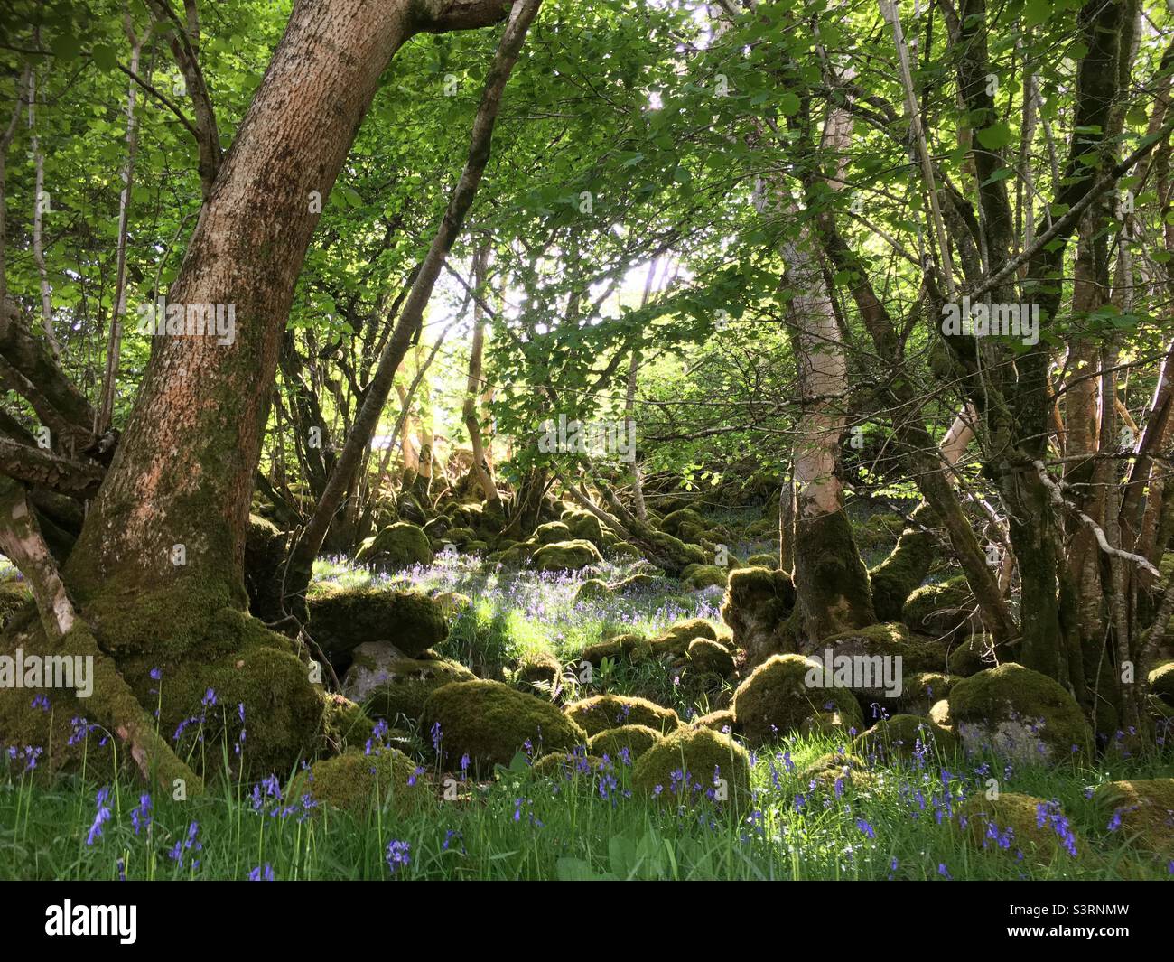 Green vale, forest, ancient wood, woods, trees, evening light, bluebells, landscape - Smartphone Captured Stock Image